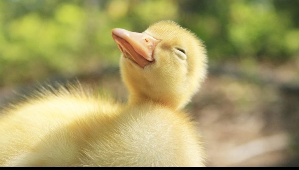 If it walks like a duck.